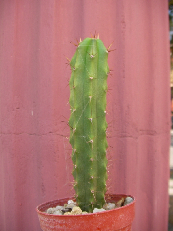 Миртилокактус (Myrtillocactus geometrizans)