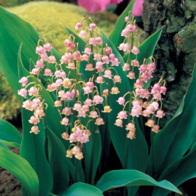 Момина сълза Розеа (Convallaria Majalis Rosea)