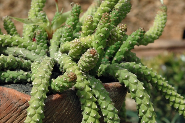 Монадениум (Monadenium ritchiei ssp. nymbayense)
