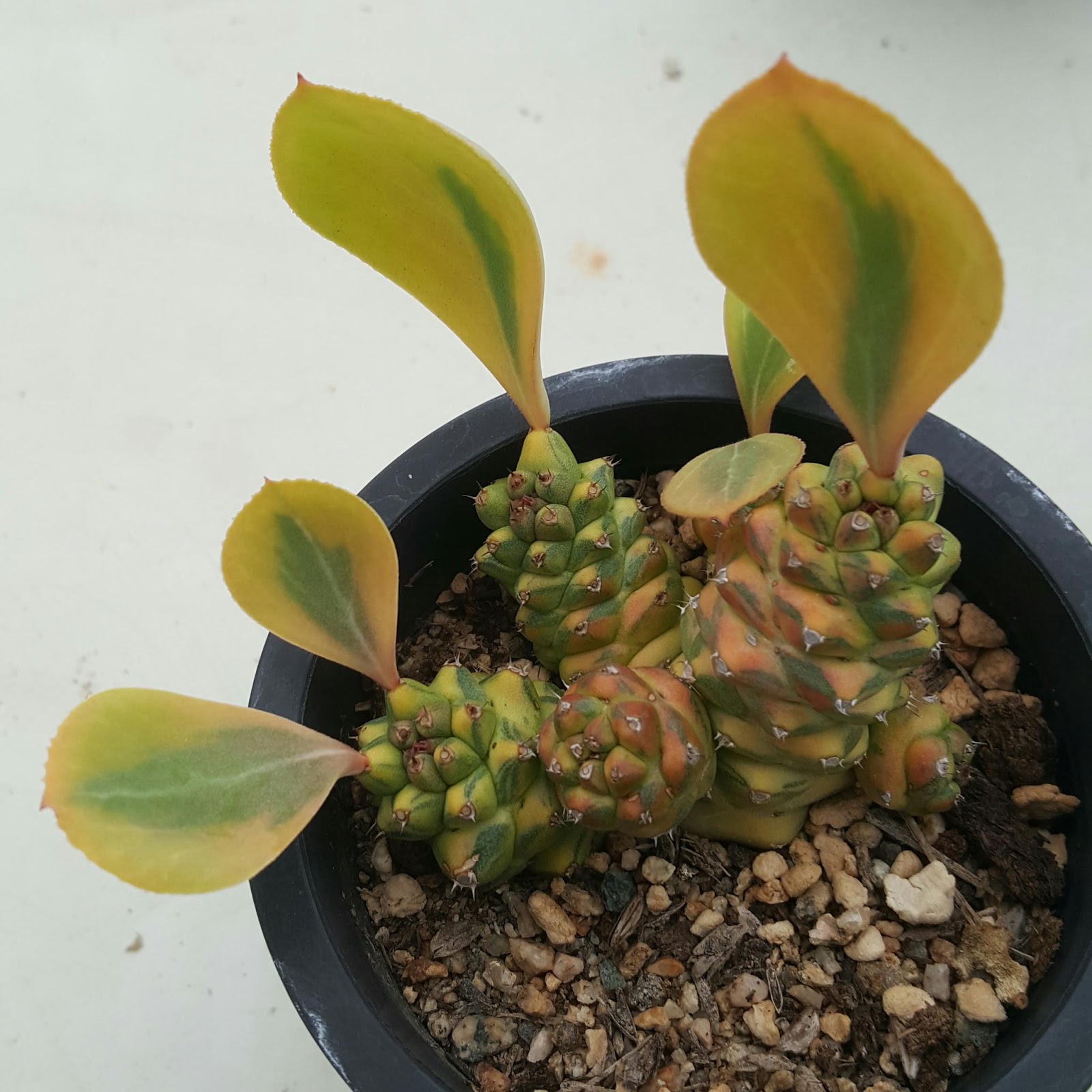 Монадениум (Monadenium ritchieie variegated rare)