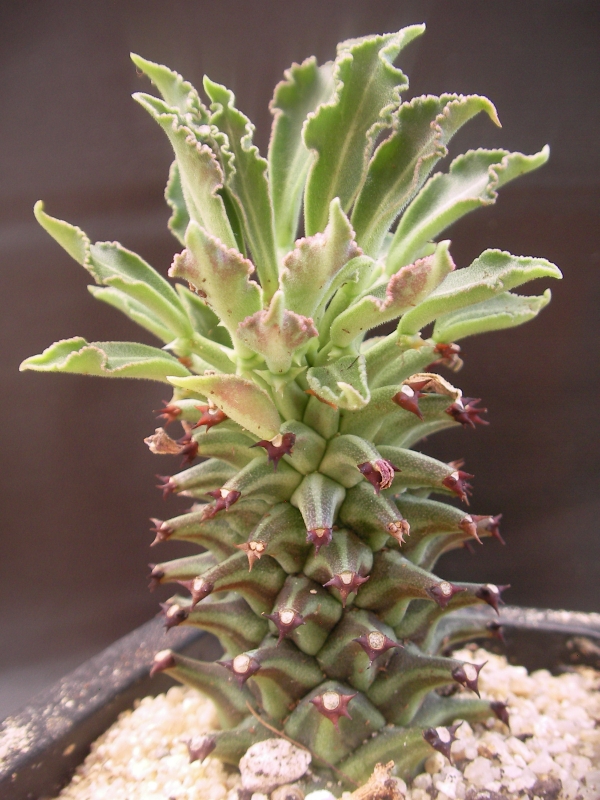 Монадениум (Monadenium rittchei var. niambense)