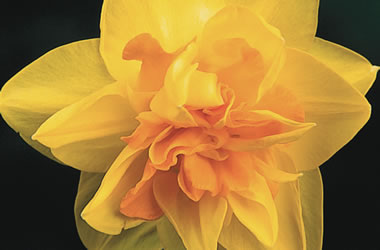 Нарцис (Narcissus Apotheose)