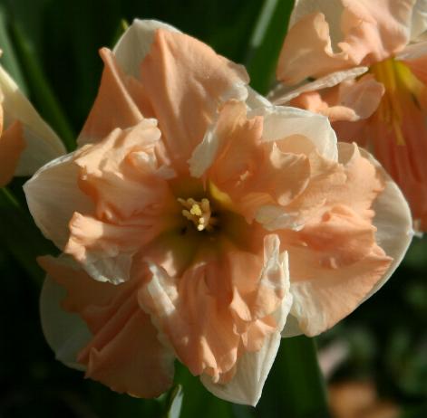 Нарцис (Narcissus Apricot Whirl)