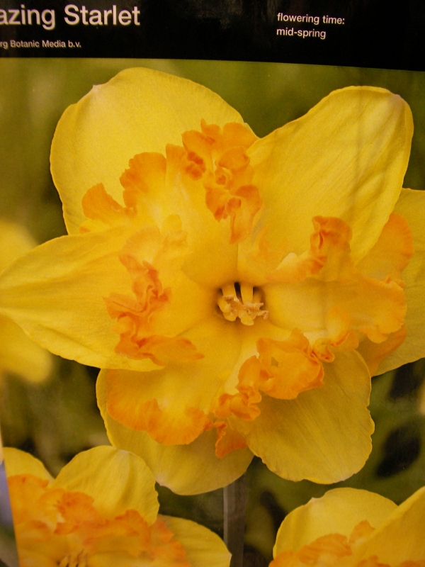 Нарцис (Narcissus Blazing Starlet)