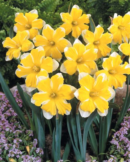 Нарцис (Narcissus Cassata)