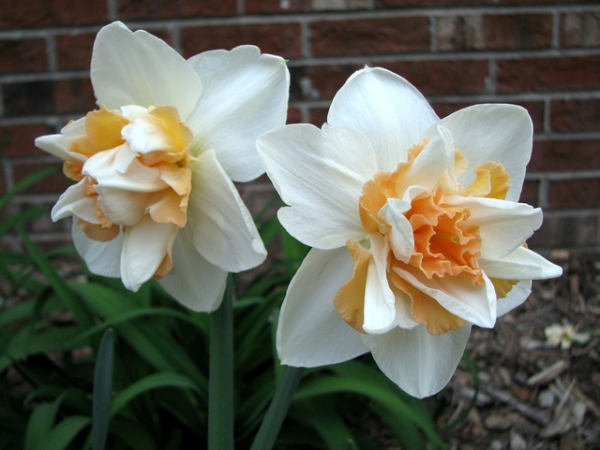 Нарцис (Narcissus Delnashaugh)
