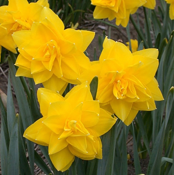 Нарцис (Narcissus Golden Dukat)