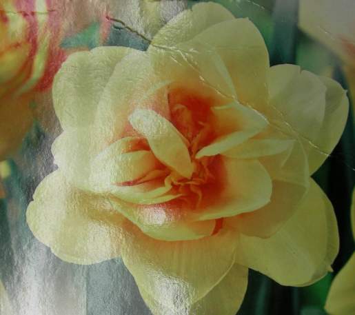 Нарцис (Narcissus Manly, Double Narcissus, Narcissus Double Manly)