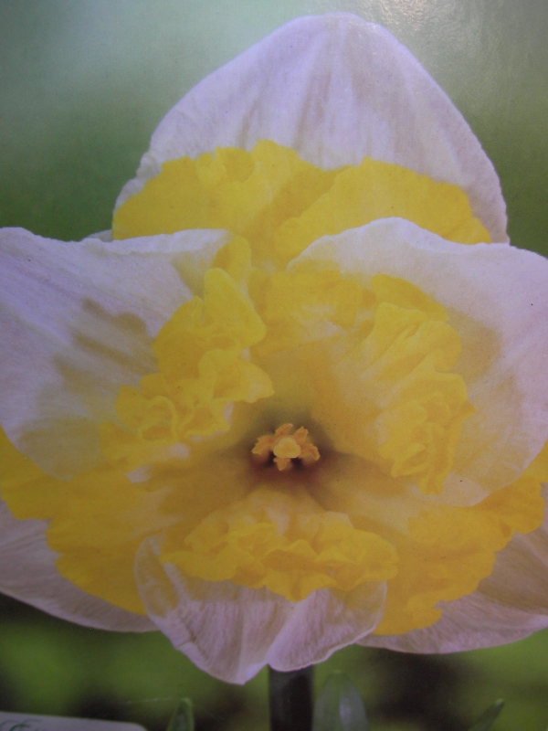 Нарцис (Narcissus Printal)
