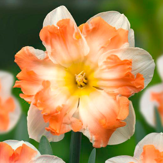 Нарцис (Narcissus Sunny Girlfriend)