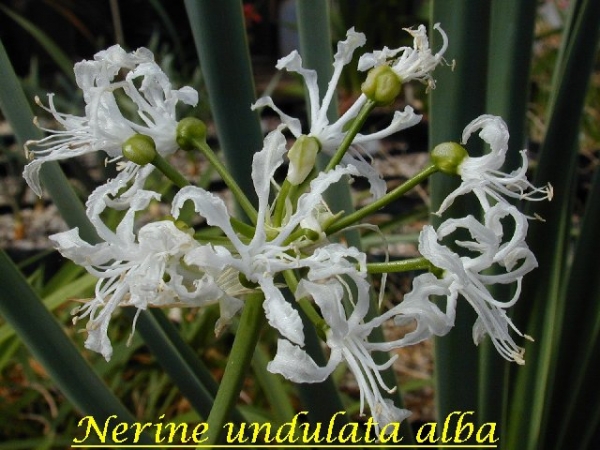 Нерине бяло (Nerine) Нерине бяло (Nerine)