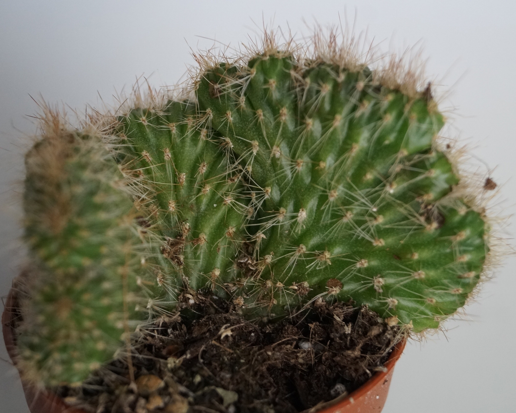 Никтоцереус кристата (Nyctocereus serpentinus cristata, Peniocereus serpentinus cristata) Никтоцереус кристата (Nyctocereus serpentinus cristata, Peniocereus serpentinus cristata)