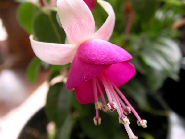 Обичка (Fuchsia trailing pink BALLET GIRL) Обичка (Fuchsia trailing pink BALLET GIRL)