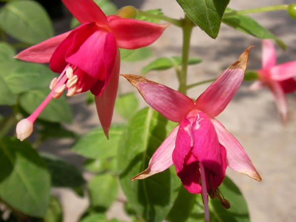 Обичка, Фуксия (Fuchsia) Обичка, Фуксия (Fuchsia)