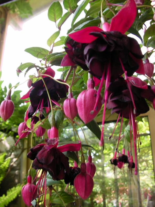 Обичка, Фуксия, каскадна (Fuchsia) Обичка, Фуксия, каскадна (Fuchsia)