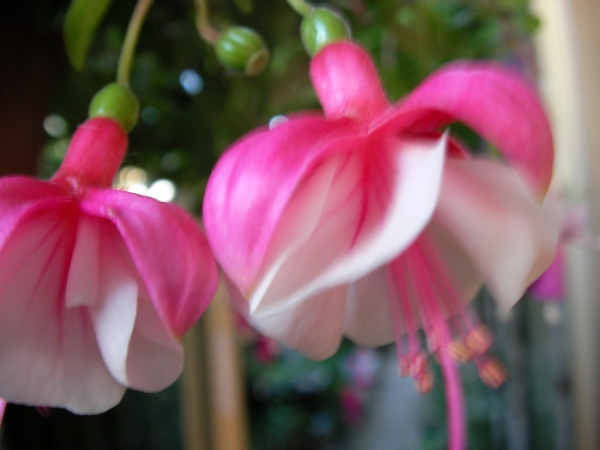 Обичка, Фуксия (Fuchsia) Обичка, Фуксия (Fuchsia)