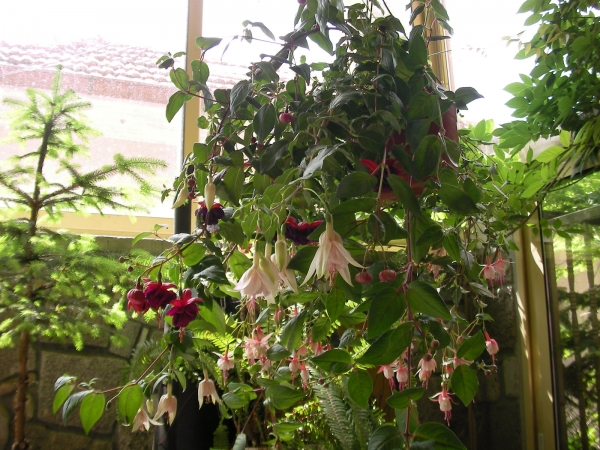Обичка, Фуксия, каскадна, кошница (Fuchsia) Обичка, Фуксия, каскадна, кошница (Fuchsia)
