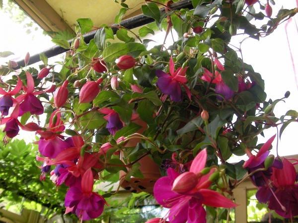 Обичка, Фуксия, каскадна, кошница (Fuchsia) Обичка, Фуксия, каскадна, кошница (Fuchsia)