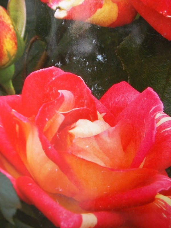 Облагодородена РОЗА чаен хибрид (Rose Caribia)