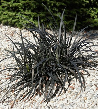 Офиопогон (OPHIOPOGON PLANISCAPUS NIGER, black grass, nigrescens)