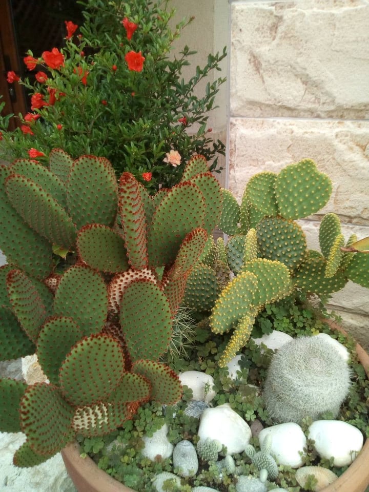 Опунция голяма (Opuntia rufida Opuntia microdasys) Опунция голяма (Opuntia rufida Opuntia microdasys)