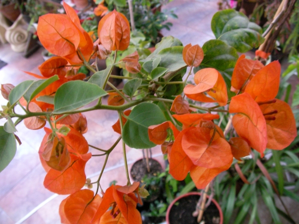 Тъмно оранжево- червен цвят Бугенвилия (Bougainvillea)