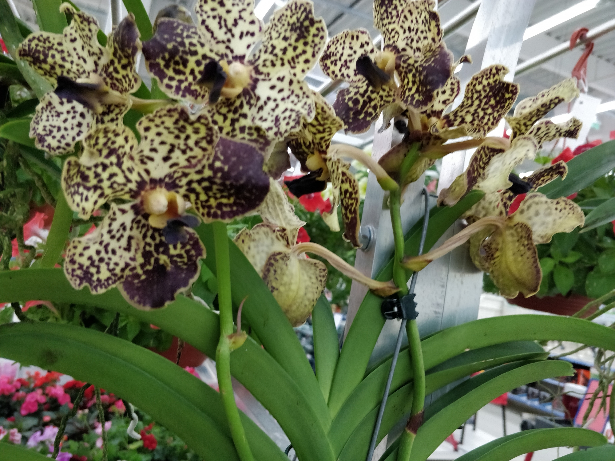 Орхидея Ванда (Orchid Vanda) Орхидея Ванда (Orchid Vanda)