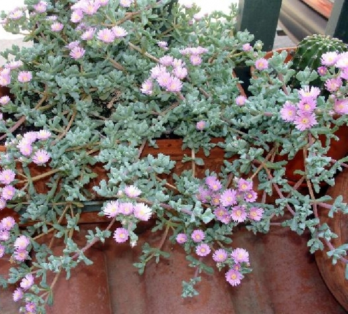 Оскулария (Oscularia deltoides, Pink Ice Plant)