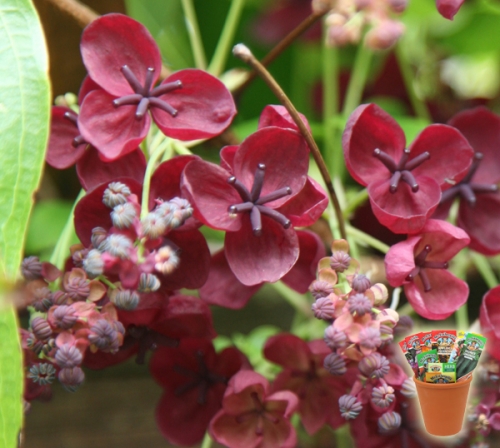 Акебия, Шоколадова лоза (Akebia quinata Chocolate Vine)