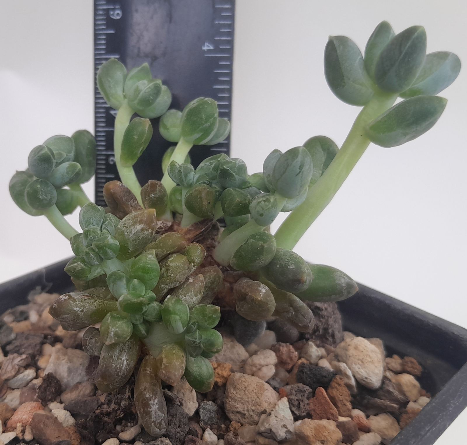 Пахифитум компактум (Pachyphytum compactum) Пахифитум компактум (Pachyphytum compactum)