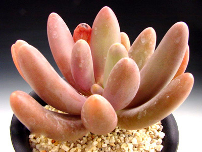 Пахифитум Вириде (Pachyphytum Viride, Pachyphytum Oviride)