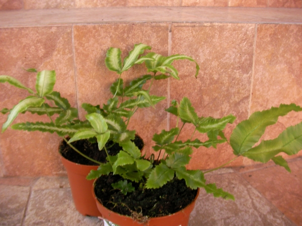 Папрат (Fern)