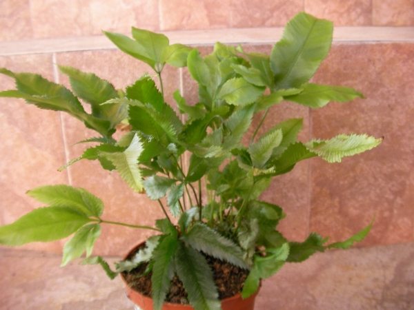 Папрат (Fern)