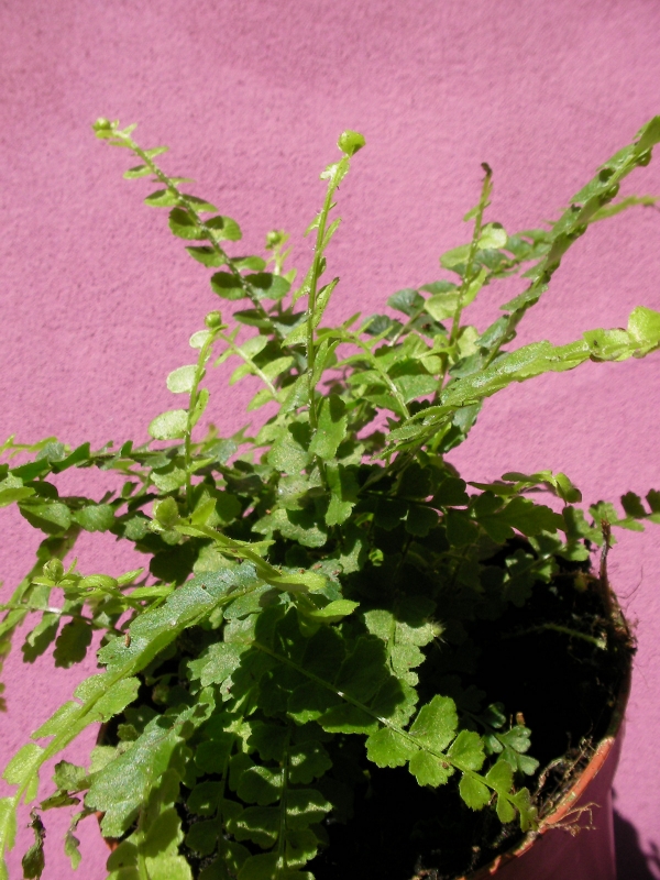 Папрат (Fern)