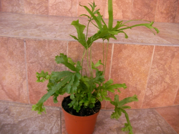 Папрат (Fern)