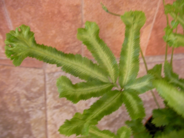 Папрат (Fern)