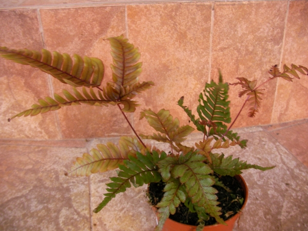 Папрат (Fern)