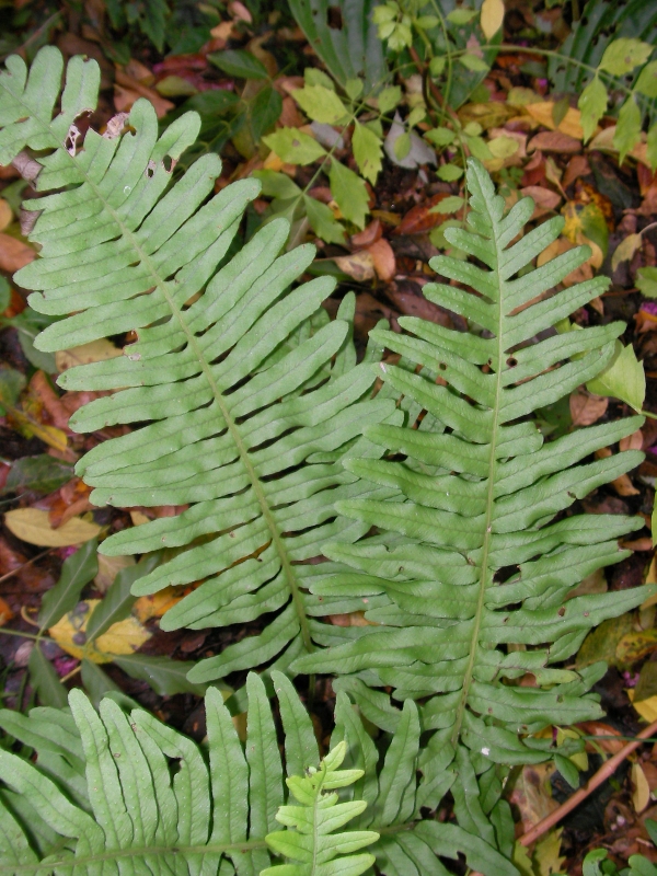 Папрат градинска студоустойчива (Fern)