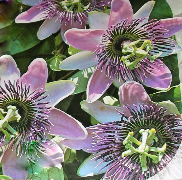 Пасифлора, семена (Passiflora caerulea) Пасифлора, семена (Passiflora caerulea)
