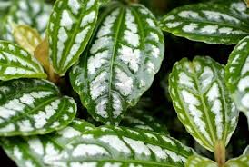 Пилея (Pilea cadierei - Aluminum Plant)