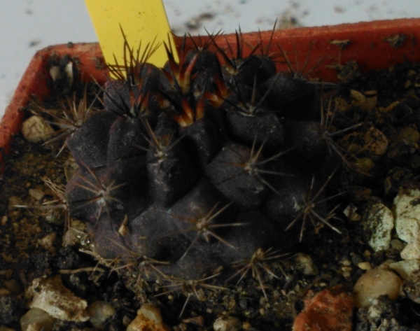Пирокактус (Pyrrhocactus taltalensis)