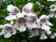 Простантера (Prostanthera rotundifolia Rosea)