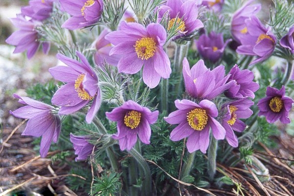 Пулсатила, котенце, съсънка (Pulsatilla vulgaris Anemone vulgaris)