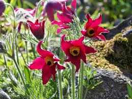 Пулсатила, котенце, съсънка (Pulsatilla vulgaris pink Anemone vulgaris white)