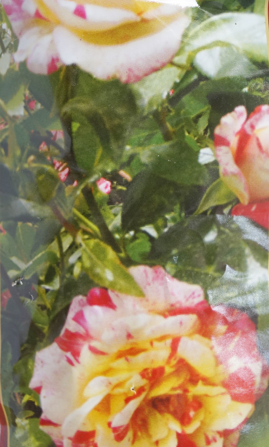 Пъстра нискостъблена роза (Rose)