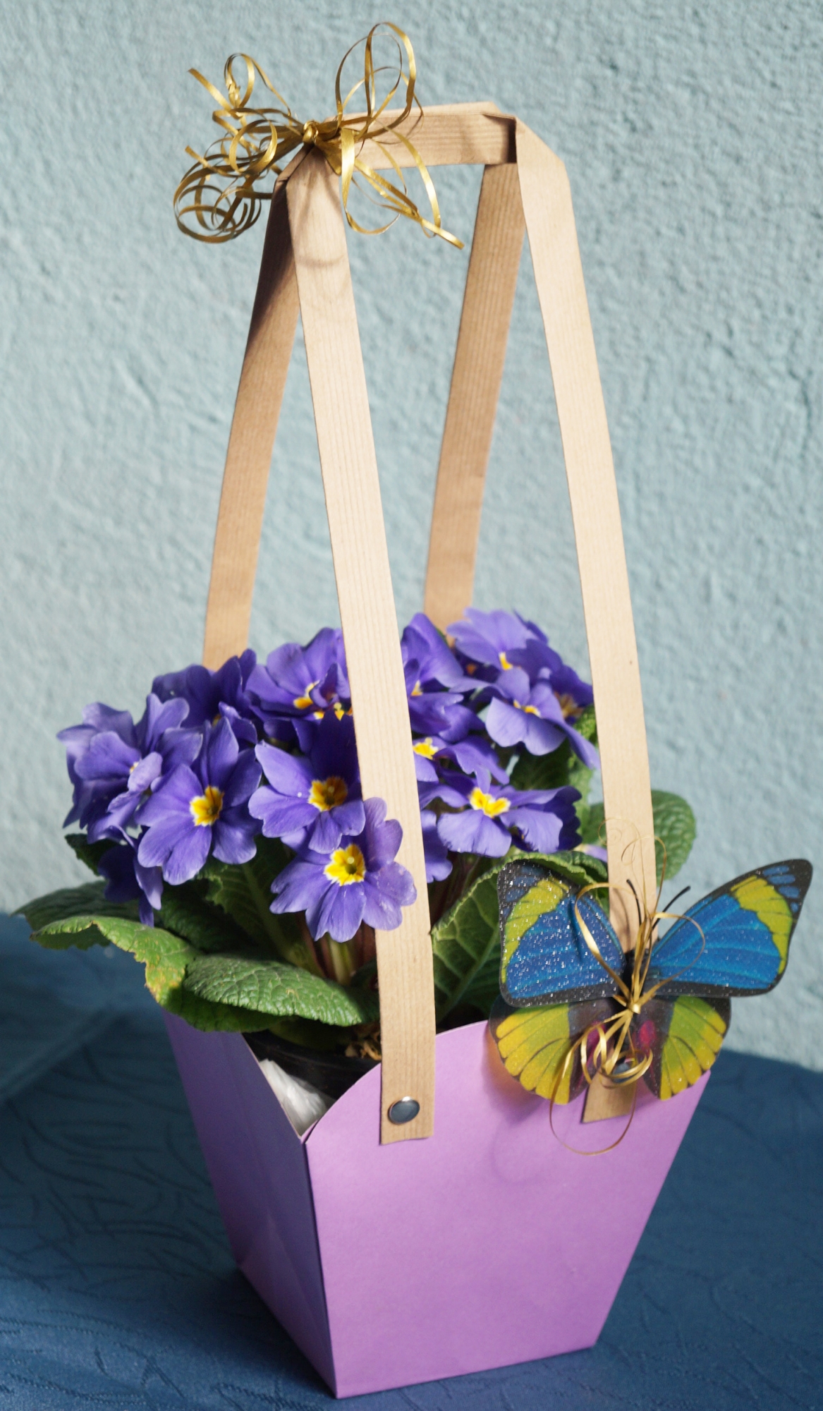 Растение иглика с подаръчна кошница (Primula)