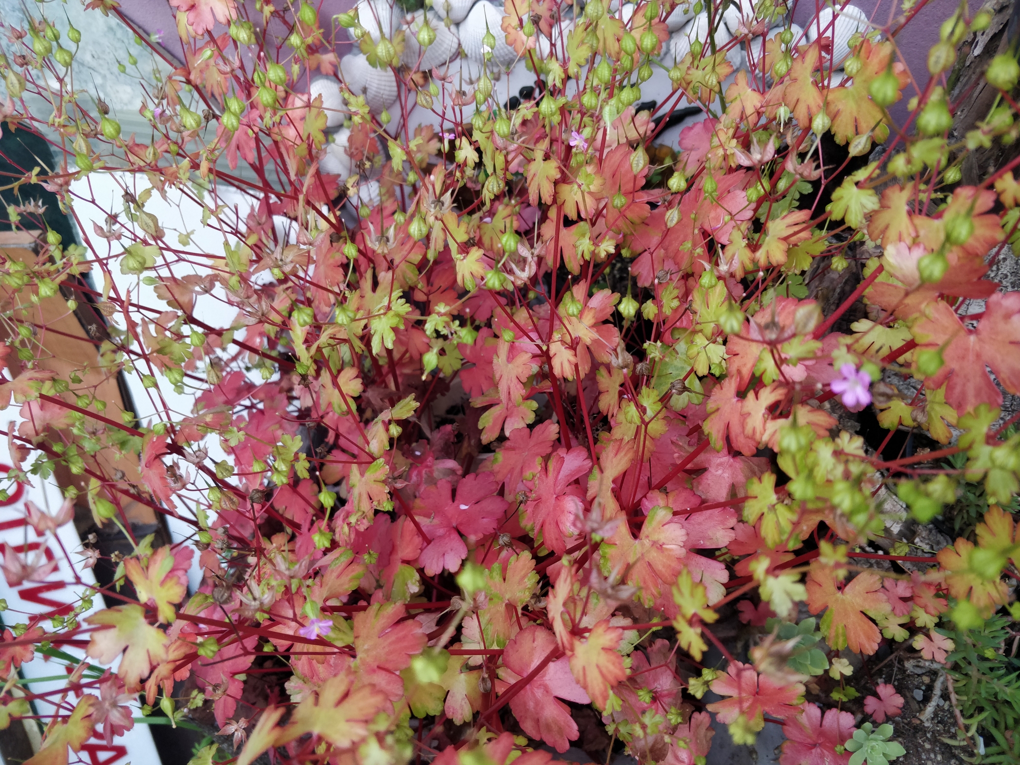 Растение (Plant)
