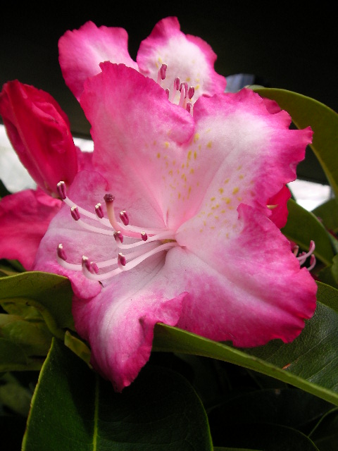 Рододендрон, едроцветен (Rhododendron) Рододендрон, едроцветен (Rhododendron)
