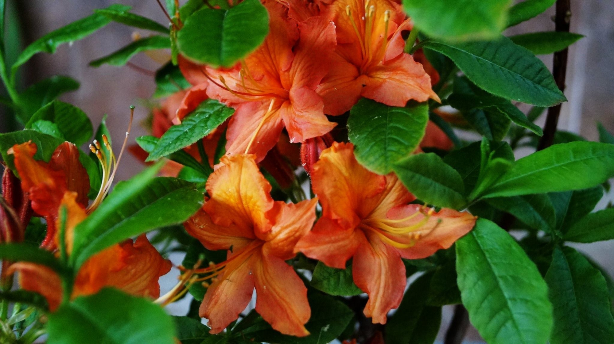 Рододендрон, Азалия, градинска, оранжева (Rhododendron, Azalea Knaphill Hotspur Red) Рододендрон, Азалия, градинска, оранжева (Rhododendron, Azalea Knaphill Hotspur Red)