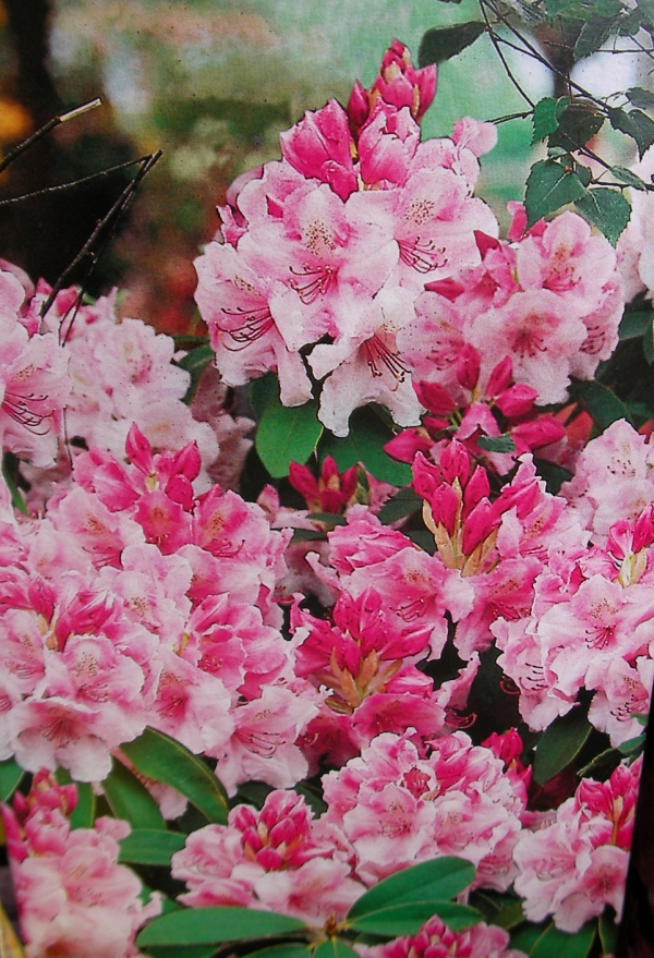 Рододендрон бяло розов (Rhododendron Alpenrose)